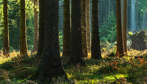 foret